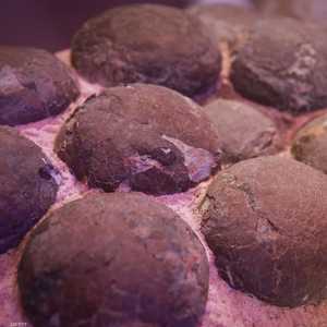 مستحاثات لبيض ديناصورات