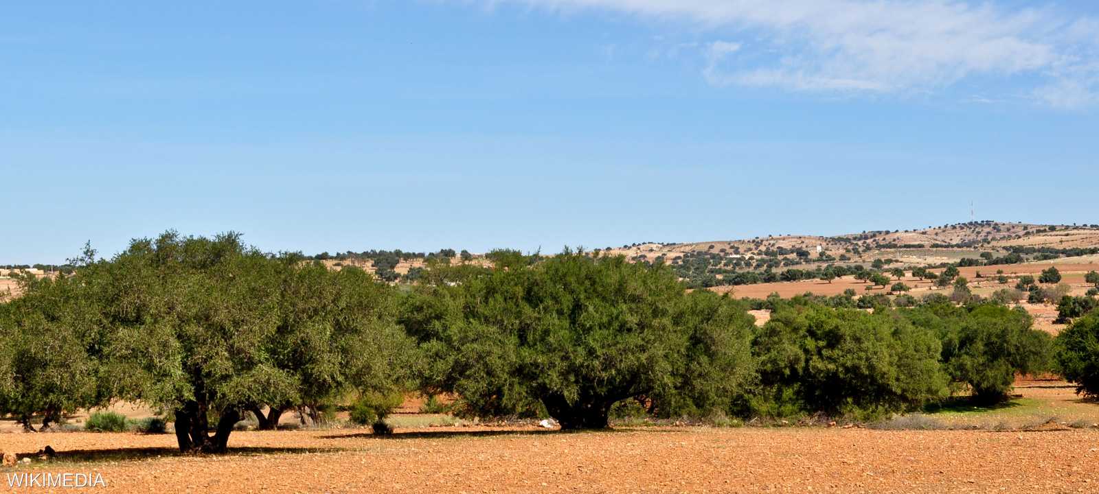 تشكل الأركان العمود الفقري للنظام الرعوي والزراعي في المغرب