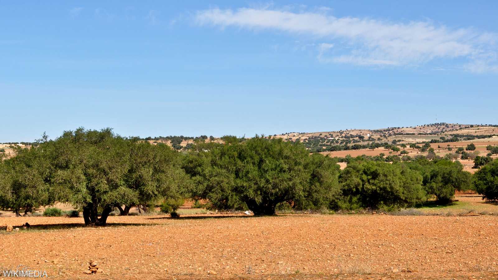 تشكل الأركان العمود الفقري للنظام الرعوي والزراعي في المغرب