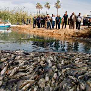 أطنان من أسماك الشبوط نفقت في العراق