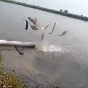 أسماك العراق "تتعذّب"