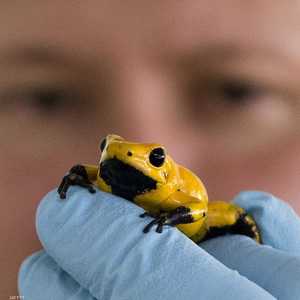 عدد من الضفادع المعدة للتهريب يصنف باعتباره معرضا للانقراض