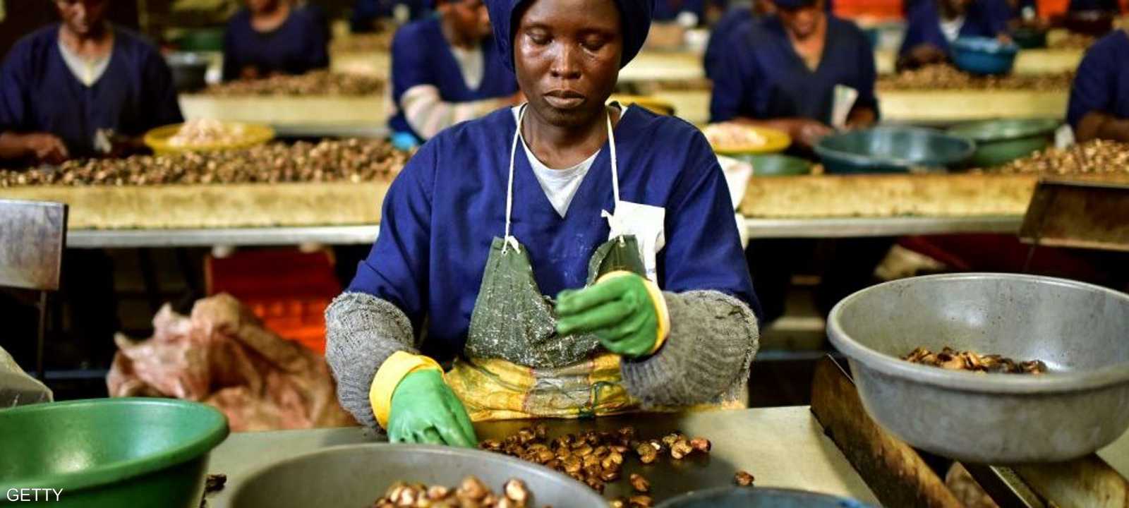الكاجو.. أكبر إنتاج زراعي في تنزانيا
