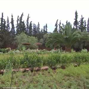 الأعشاب الطبية.. تجارة مزدهرة