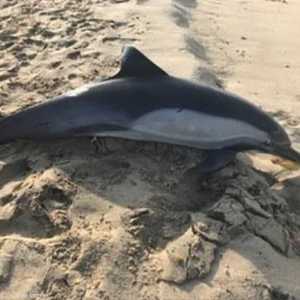 الدلفين النافق خضع لعملية تشريح