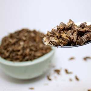 العلماء يقولون إن الحشرات تحتوي نسبة كبيرة من البروتين