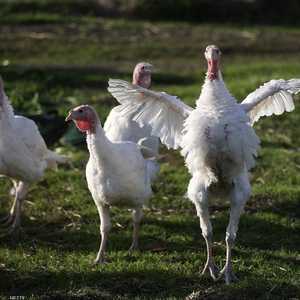 جرت العادة على إرسال الديوك الرومية في عيد الشكر إلى القوات