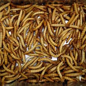 باستا الديدان.. مطبوخة من ديدان تمت تربيتها منزليا