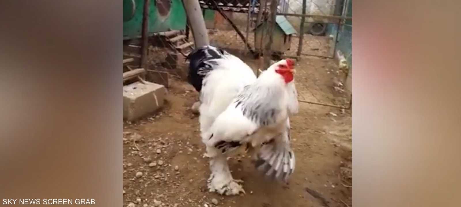 طائر محب وسعيد للغاية