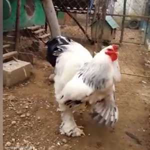 طائر محب وسعيد للغاية