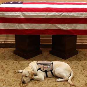 الكلب سولي أمام  نعش بوش الأب