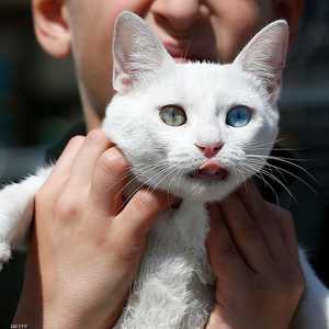 مربو الحيوانات مطالبون بعرضها على الأطباء البيطريين بين الفي