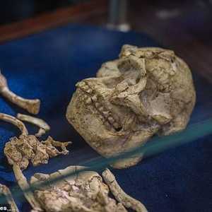 اكتشاف الهيكل العظمي لأول مرة تم في فترة التسعينيات