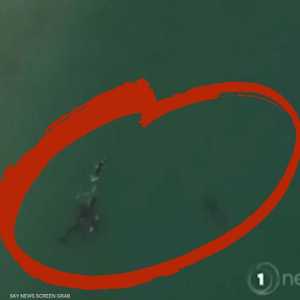 حيتان قاتلة تحاصر سيدة تمارس السباحة