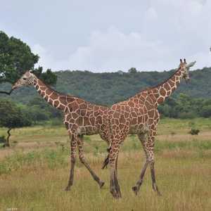 الزرافات انقرضت بشكل تام في عدة بلدان