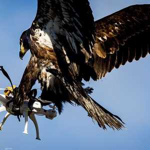 الشرطة الهولندية دربت الصقور لإسقاط الدرون