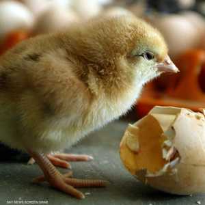 التقنية تجنب حدوث مذابح الصيصان