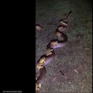 ضفادع تمتطي ظهر أفعى للنجاة