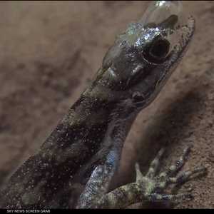 كيف تنفس السحالي تحت الماء؟