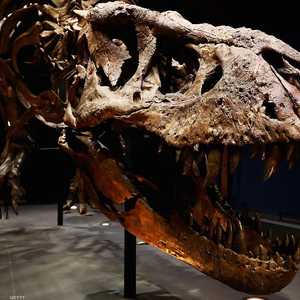 التسونامي العظيم أفنى الديناصورات على الأرض