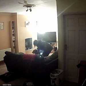 بالفيديو.. ضربت كلبة فعاقبها القانون