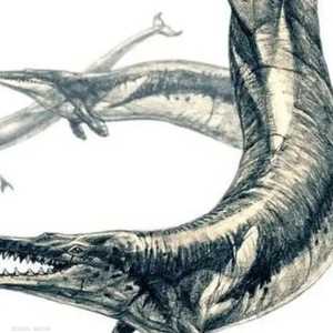 ملك السحالي.. حوت عملاق عثر عليه في وادي الحيتان بمصر