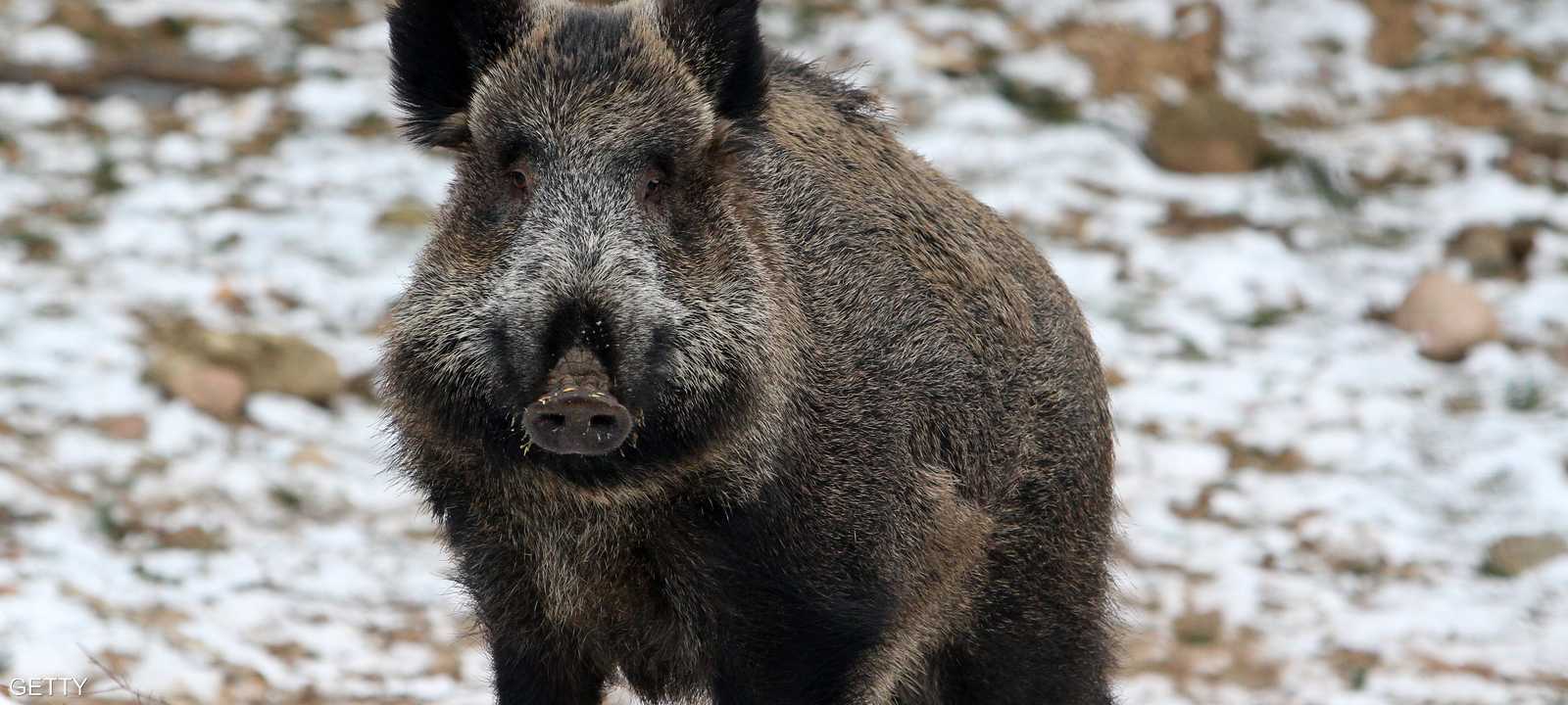 بولندا تعتزم إطلاق النار على 200 ألف خنزير بري