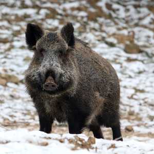 بولندا تعتزم إطلاق النار على 200 ألف خنزير بري