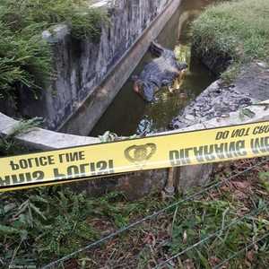 طول التمساح يبلغ 17 قدما