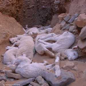 الجزائر.. نفوق آلاف الخراف بسبب الطاعون