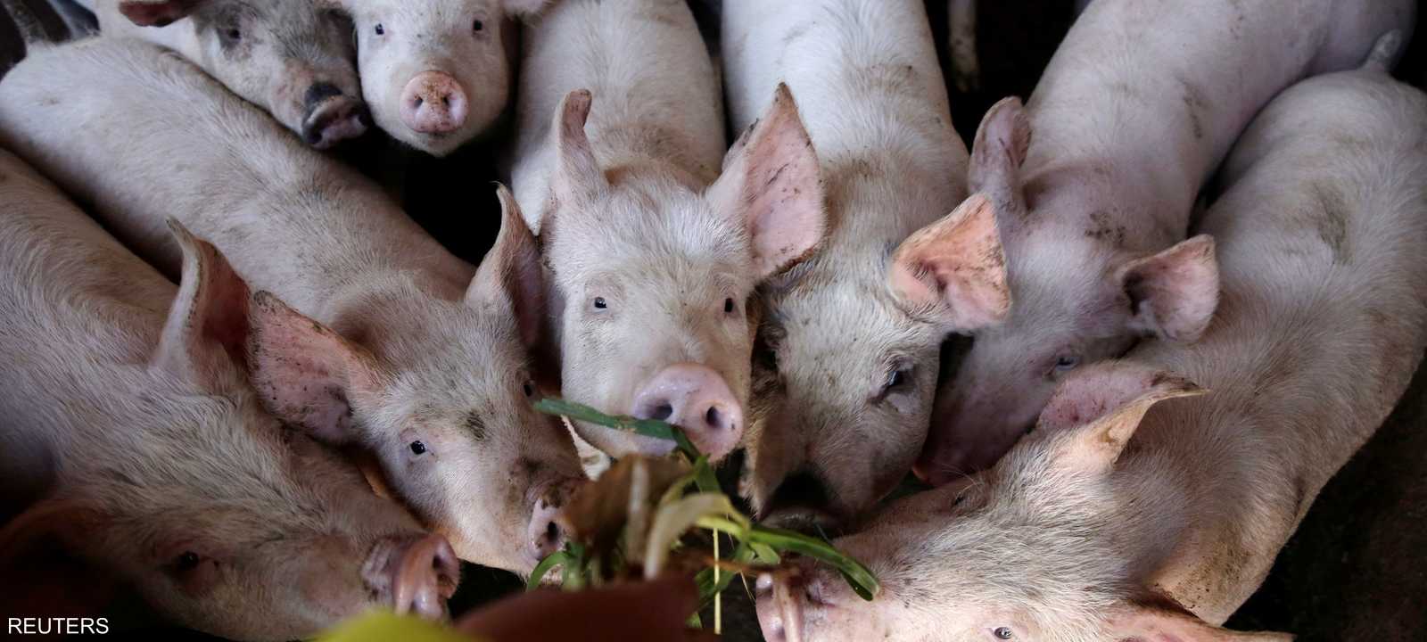 الصين أعدمت حوالى 900 ألف خنزير خوفا من تفشي الفايروس