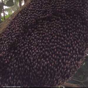 خلية نحل تؤدي رقصة دفاعية مذهلة