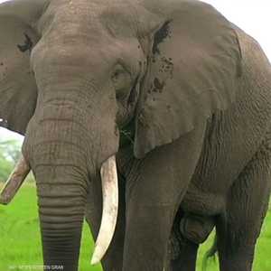 لماذا لا يصاب الفيل بالسرطان؟