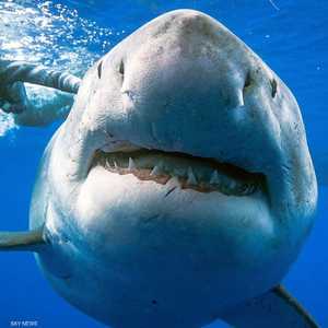 غواصون يسبحون مع أكبر قرش أبيض في العالم