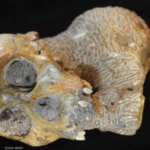 الرفات جرى العثور عليه في جنوب إفريقيا