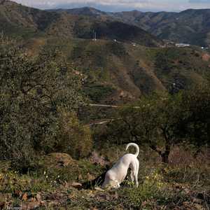 أحد كلاب الإنقاذ يحاول الحفر لمساعدة الطفل
