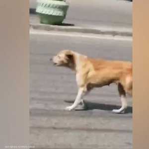 كلبة مكلومة تستجدي المارة لإنقاذ ابنها