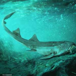 رسم توضيحي تخيلي لقرش ما قبل التاريخ غالاغادون نوردكويستي