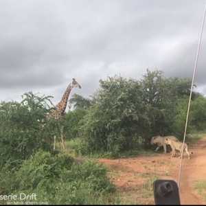 نجاة زرافة من لبؤات بعد 4 ساعات من الصراع