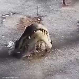 تماسيح أميركية تقاوم الصقيع بـ"حيلة ذكية"