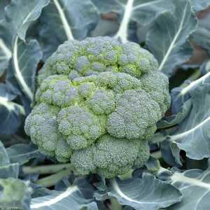 البروكلي يلعب دورا في إزالة السموم من مجرى الدم.