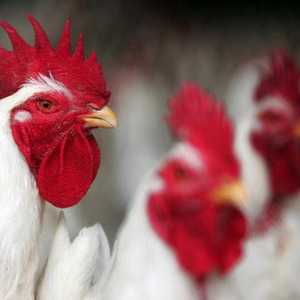 تعديل دجاج وراثيا.. والنتيجة "بيض لمعالجة السرطان"