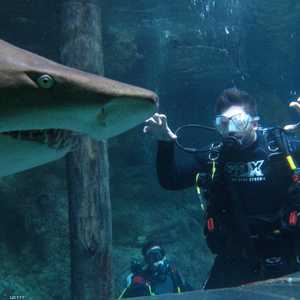 بدلة مقاومة للقرش