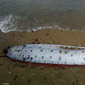 الأسطورة اليابانية تشير إلى حدوث زلزال عند ظهور هذه السمكة