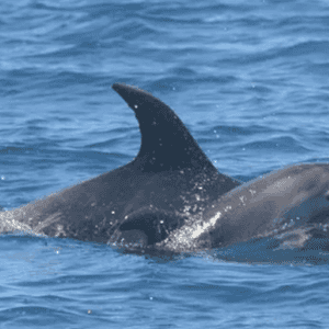 الثدييات البحرية تبدي حزنا على وفاة مواليدها