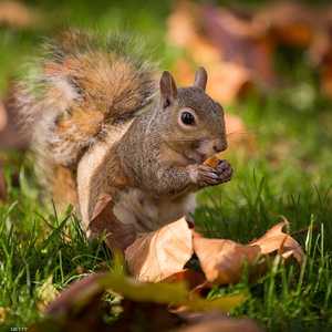 مطعم  في لندن يقدم وجبات السنجاب