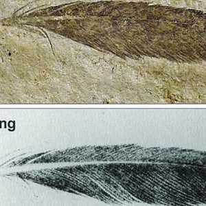 الريشة تعود إلى ديناصور وليس إلى طائر كما كان يعتقد