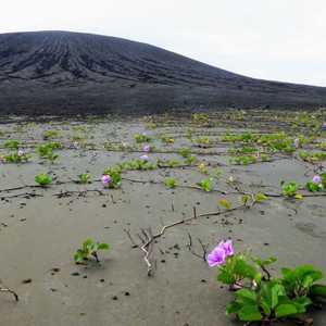 ظهر على الجزيرة غطاء نباتي وبعض الطيور