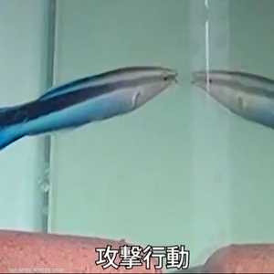 تجارب تكشف قدرات ذهنية مدهشة لدى الأسماك