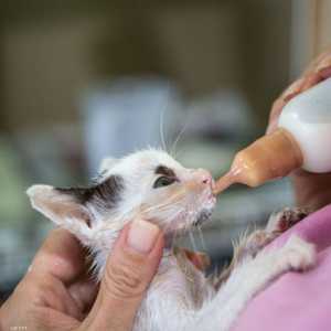 القطط كانت في حالة يرثى لها